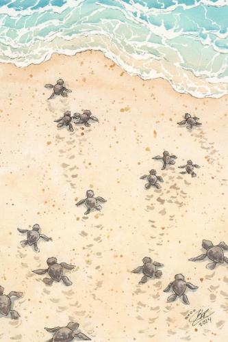 2024 06.11 babyseaturtles 4x6 web