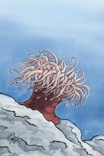 2024 06.21 anemone 4x6 web