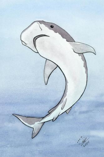 2024 06.24 tigershark 4x6 web