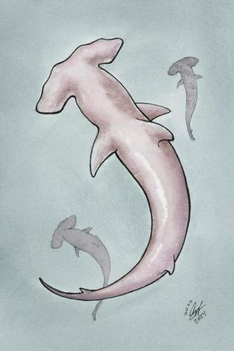2024 06.28 hammerheadshark 4x6 web