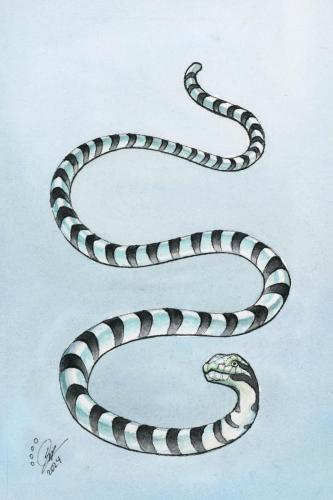 2024 06.29 seasnake 4x6 web