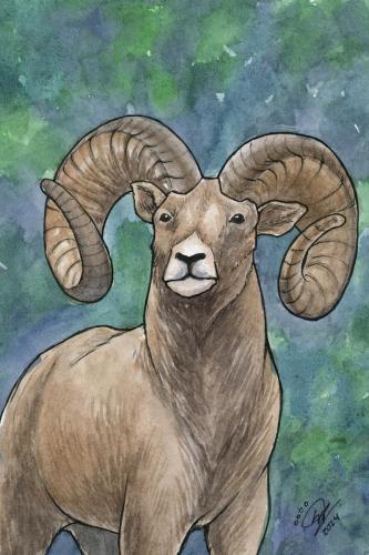 2024 07.02 bighornsheep 4x6 web