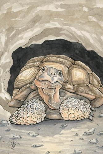 2024 07.03 tortoise 4x6 web