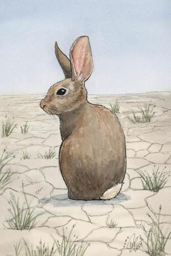 2024 07.05 desertcottontail 4x6 web