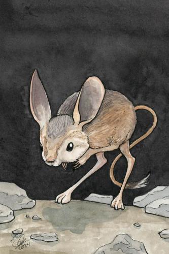 2024 07.06 jerboa 4x6 web