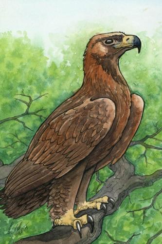 2024 07.09 goldeneagle 4x6 web