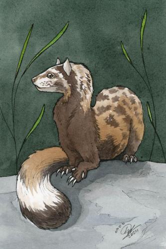 2024 07.10 marbledpolecat 4x6 web