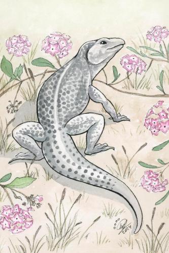 2024 07.12 desertiguana 4x6 web