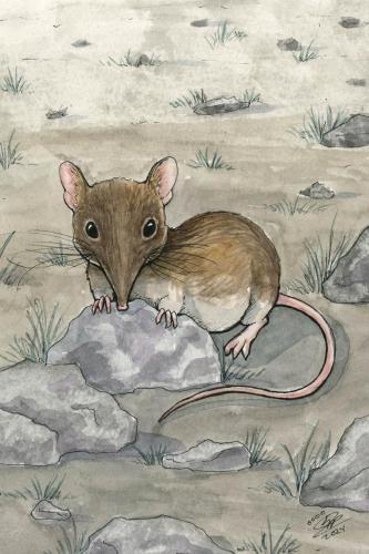 2024 07.14 saharanshrew 4x6 web