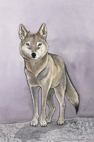 2024 07.17 arabianwolf 4x6 web