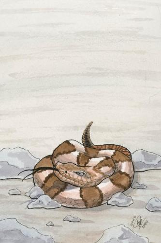 2024 07.18 tigerrattlesnake 4x6 web