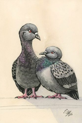 Pidgeons