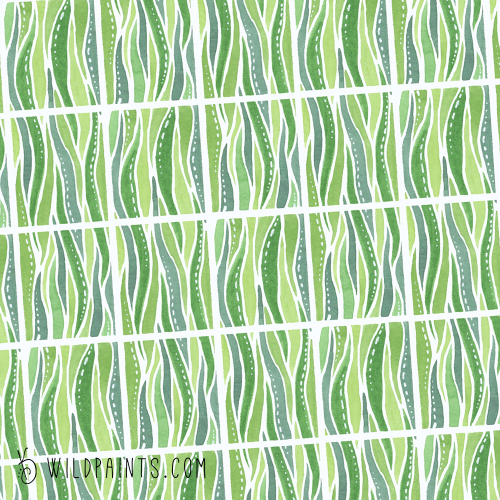 Sample Grass