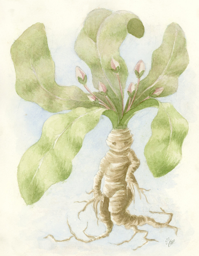 Mandrake Root